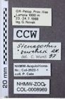 Etiketten zu Stenagostus zuercheri (NHMW-ZOO-COL-0008969)
